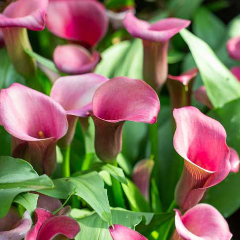 Kala z rdečimi cvetovi