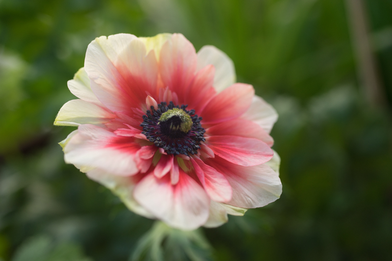 Vrtna vetrnica spomladi cvetoče - vrtna vetrnica