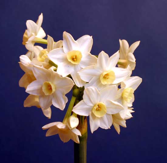 Skupina Tazetta Skupina Tazetta