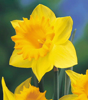 trobentasta narcisa trobentasta narcisa