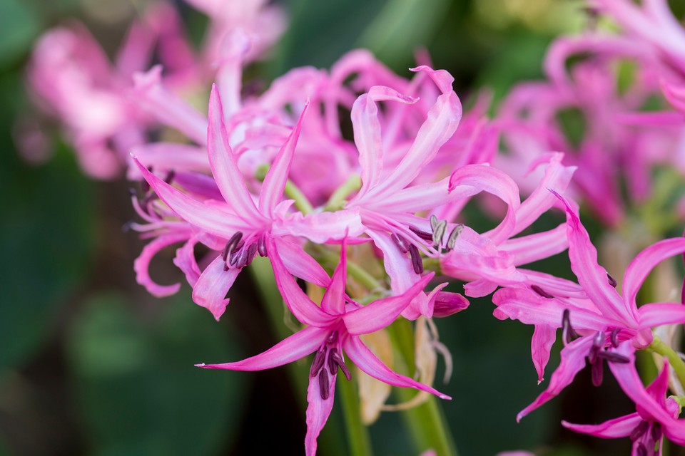 Nerine