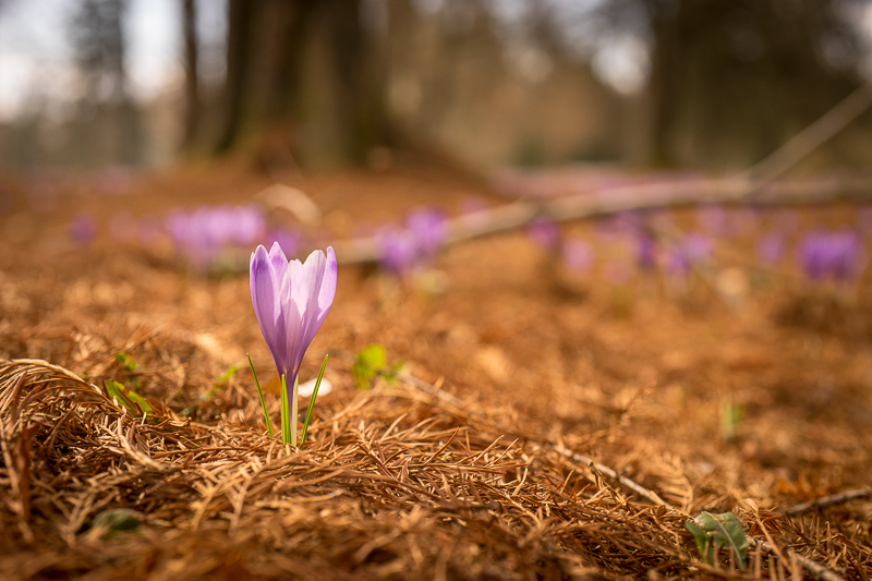 žafran Firefly spomladi cvetoči žafran