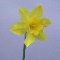 Botanične vrste Botanične vrste