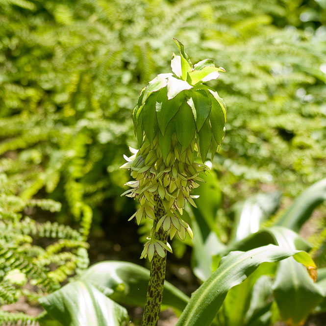 čebulice - poletna opravila