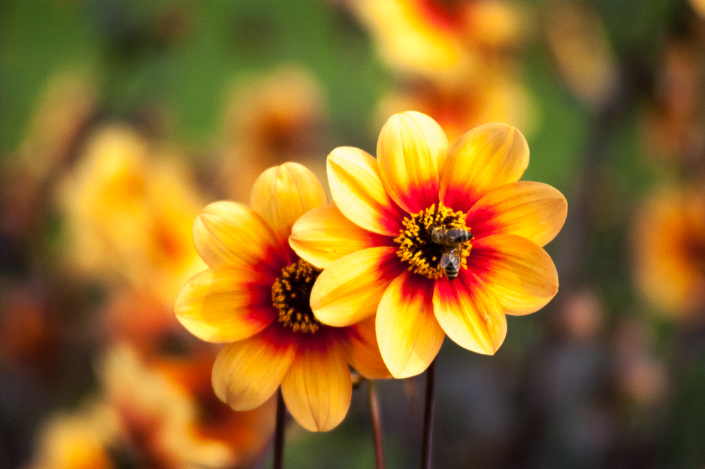 čebulice - poletna opravila