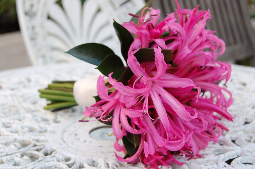Nerine