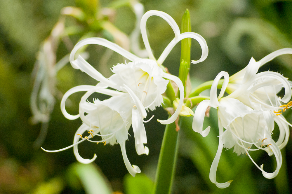 čebulice - poletna opravila