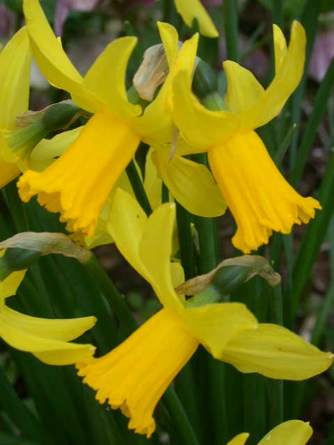 Skupina Jonquilla Skupina Jonquilla