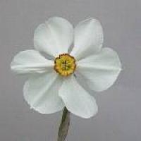 majhna čašica majhna čašica