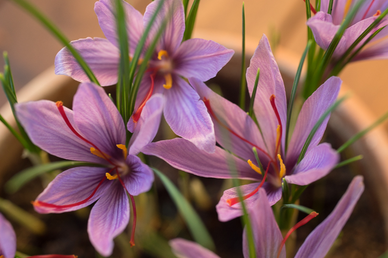 pravi žafran pravi žafran