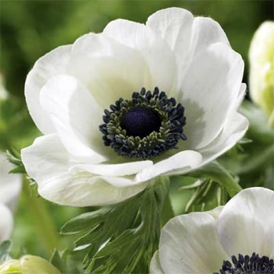 Vrtna vetrnica Vrtna vetrnica