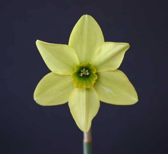 Različne narcise Različne narcise