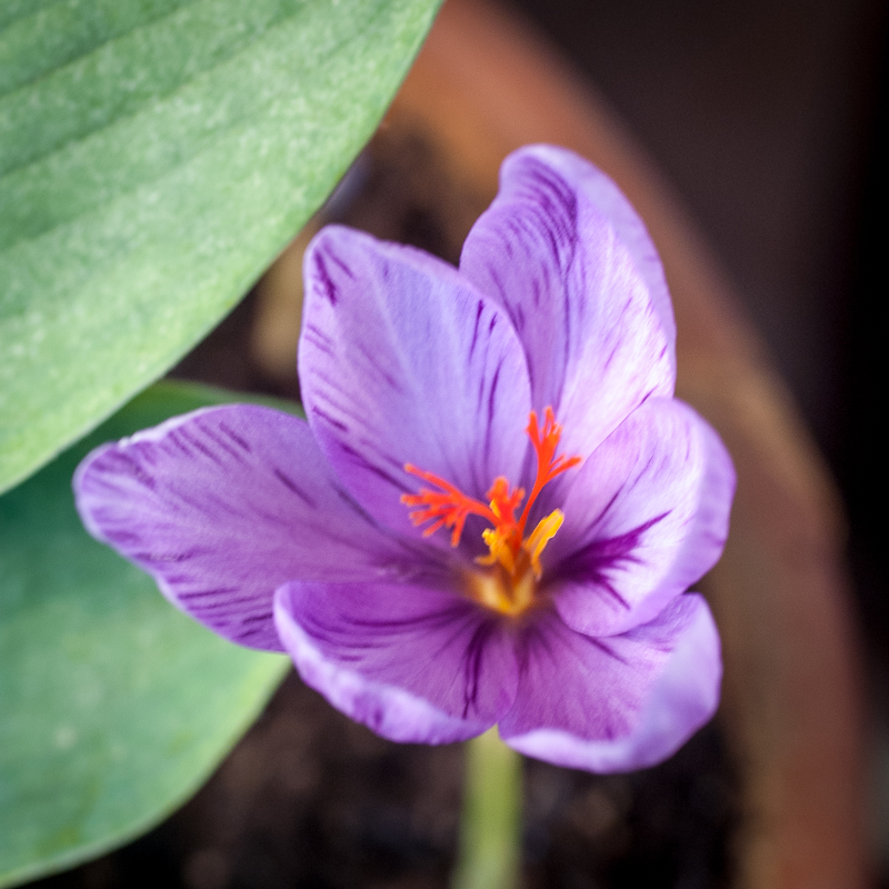 jeseni cvetoči žafran jeseni cvetoči žafran
