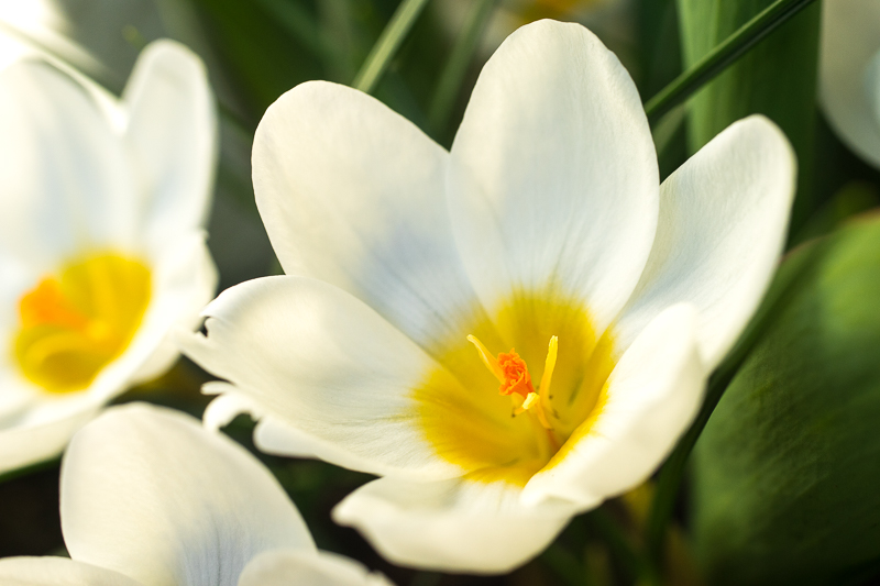 spomladi cvetoči žafran Jeanne D'Arc spomladi cvetoči žafran
