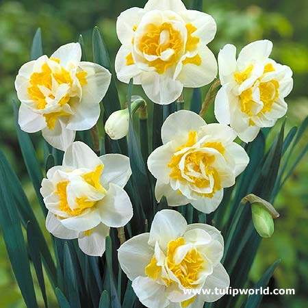 narcise s polnimi cvetovi narcise s polnimi cvetovi