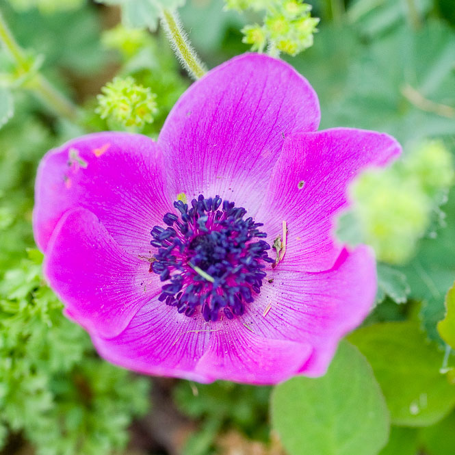 čebulice - poletna opravila