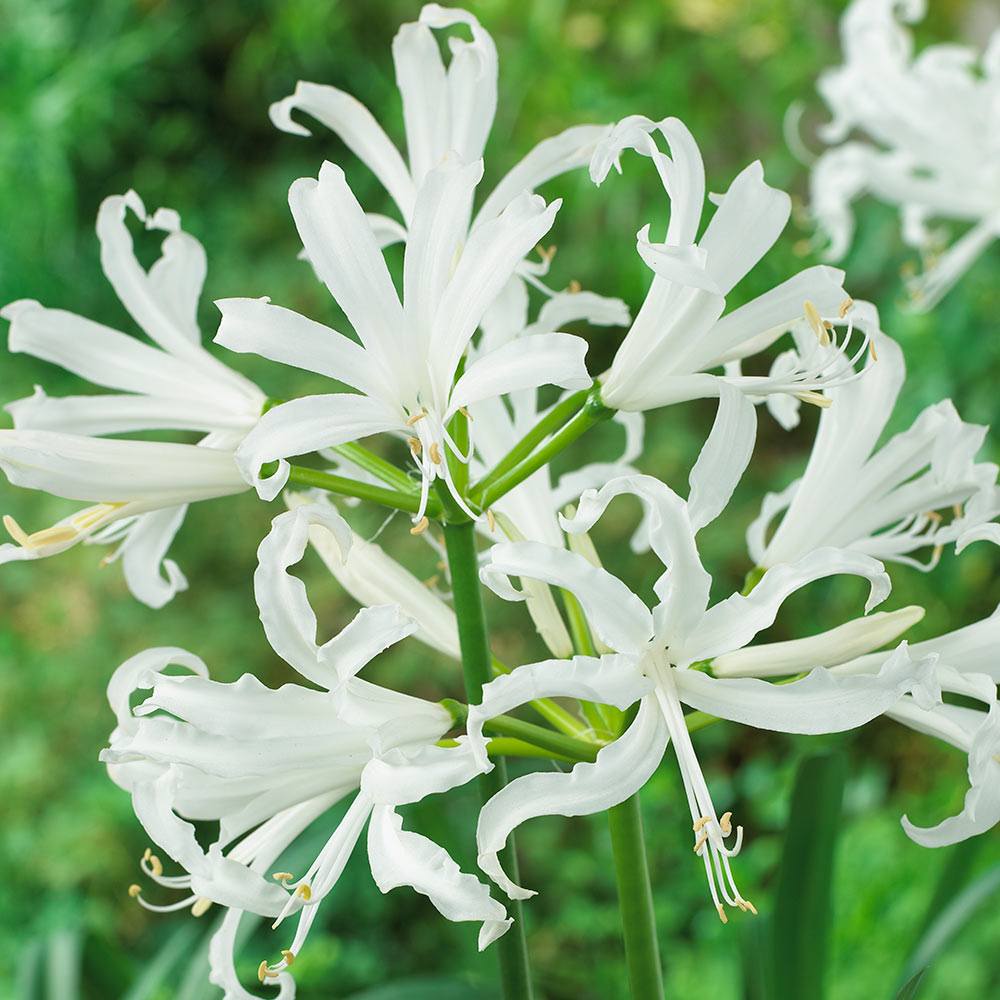 Nerine