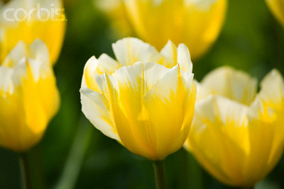 Tulipan Sweet Heart Tulipan Sweet Heart