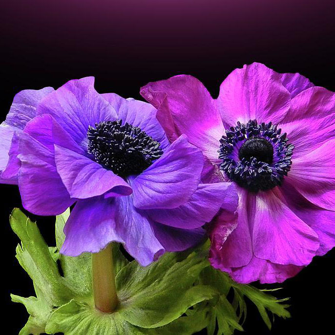 Siljenje čebulic - vetrnice