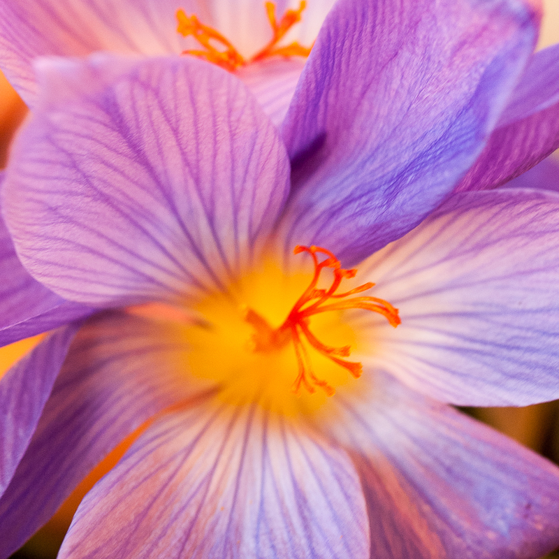 Crocus speciosus jeseni cvetoči žafran