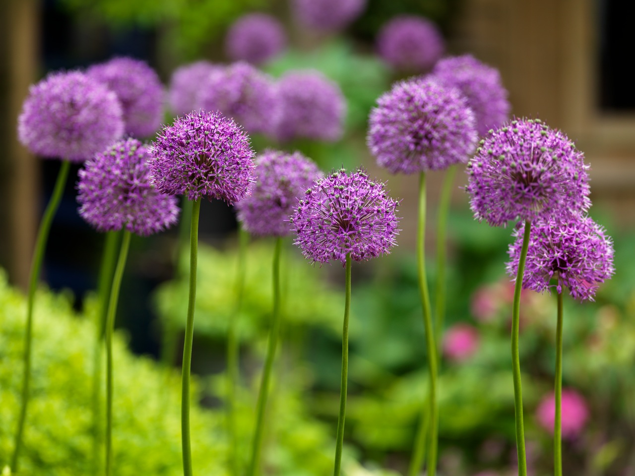 okrasni luki okrasni luki