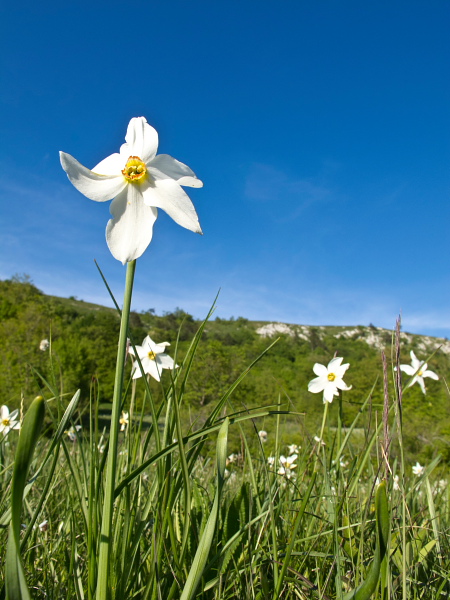 Daffodil flowers