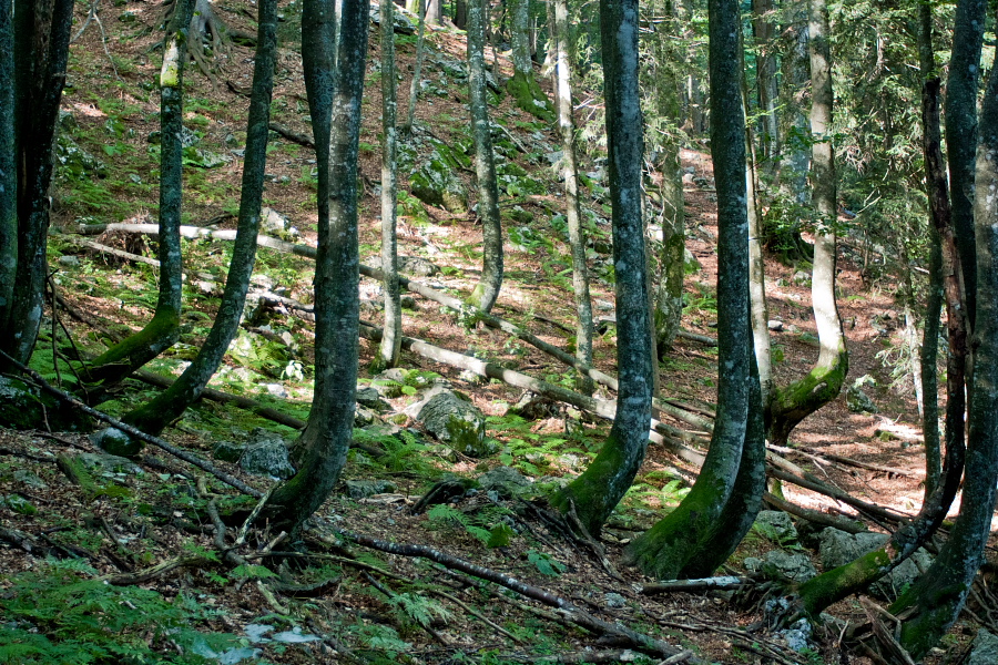 Črna prst - Na poti