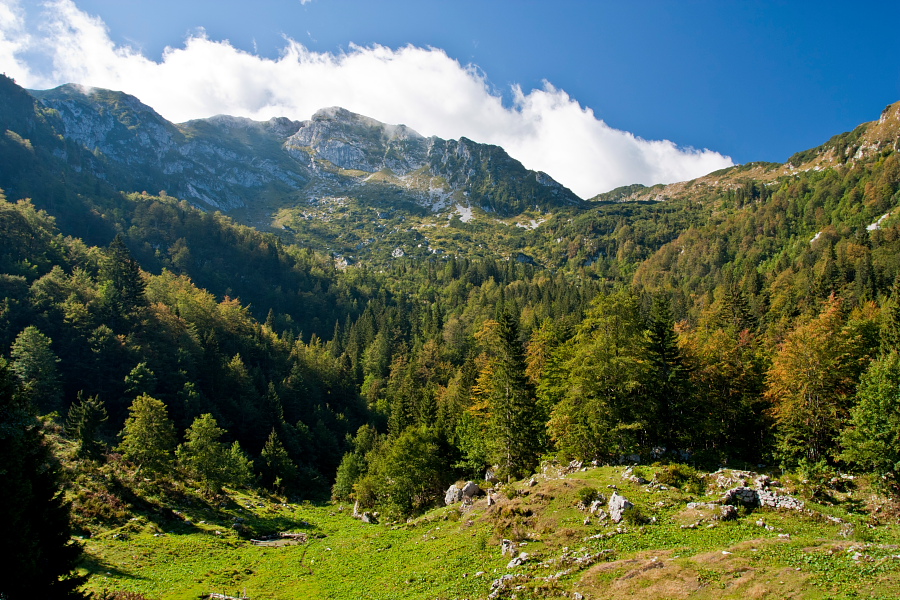 Na Planini za Liscem pod Črno prstjo