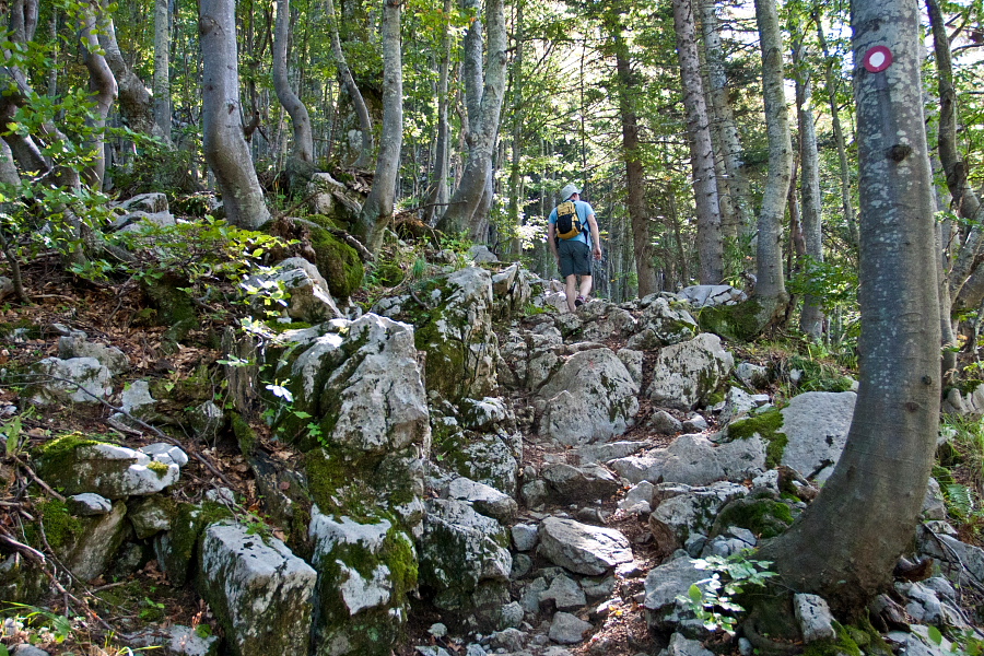 Črna prst - Nadaljevanje vzpona