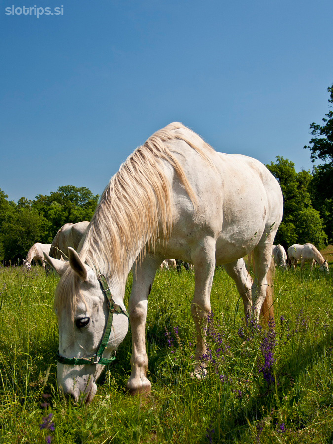 Lipica Stud Farm