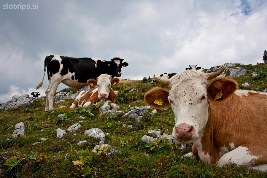 Velika planina