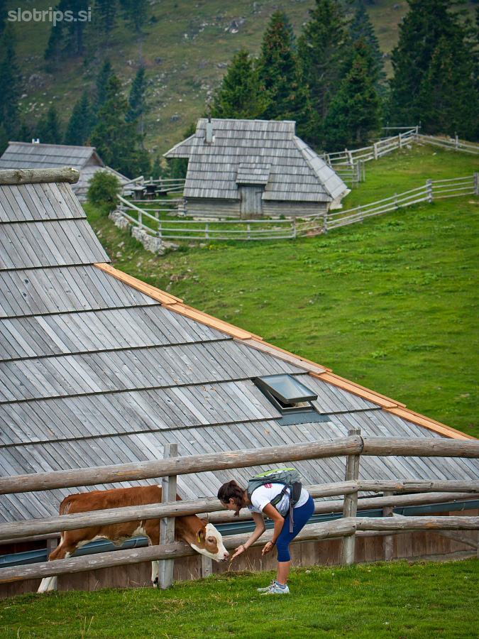 Gojška planina
