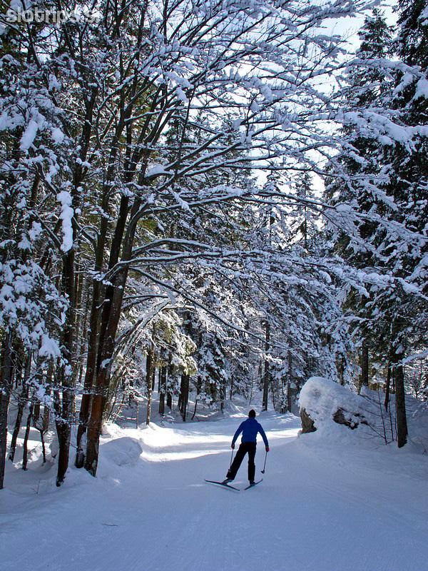 Cross-country skiing, from Planica to Tamar