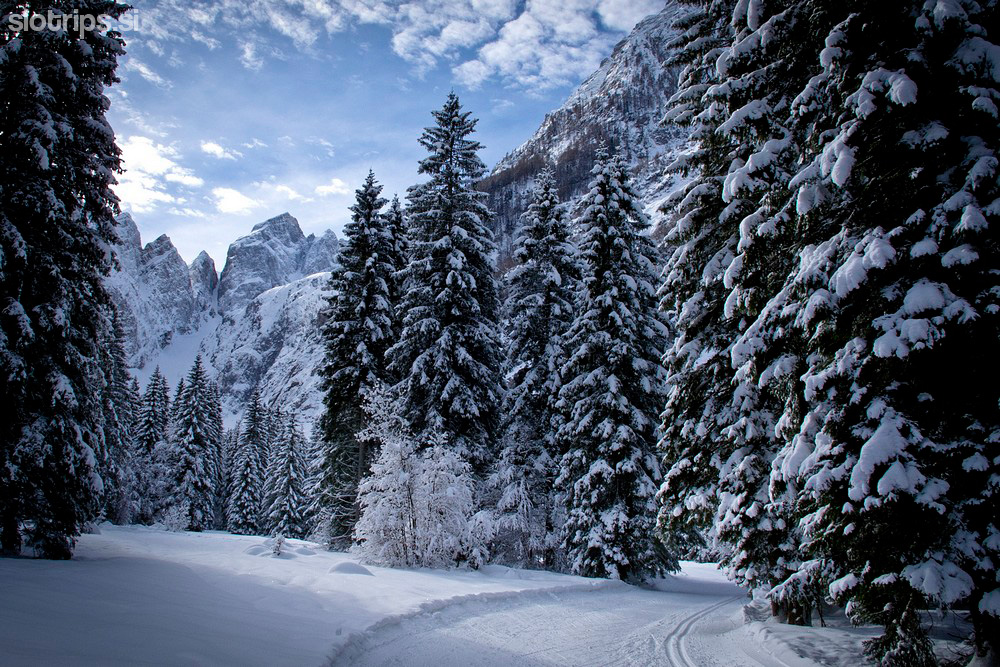 Cross-country skiing, from Planica to Tamar