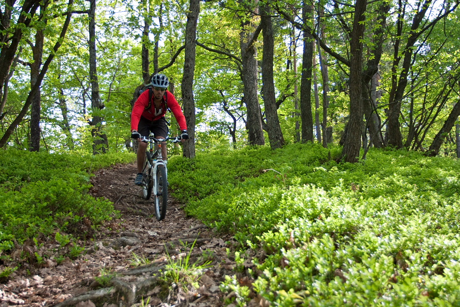 Descending between blueberry bushes