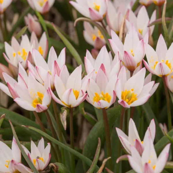 Tulipa cretica Hilde