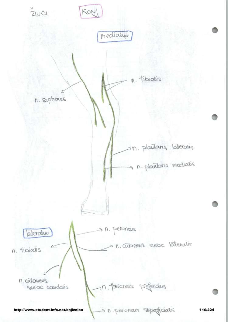 Predogled strani 110