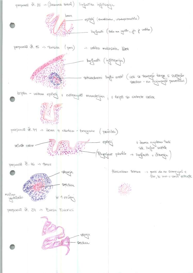 Predogled strani 5