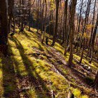 Magical forest above St. Jakob
