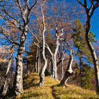 The ridge towards Javorjev Vrh