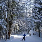 Tek na smučeh: Planica - Tamar