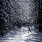 Tek na smučeh: Planica - Tamar