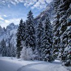 Tek na smučeh: Planica - Tamar, pogled na Jalovec